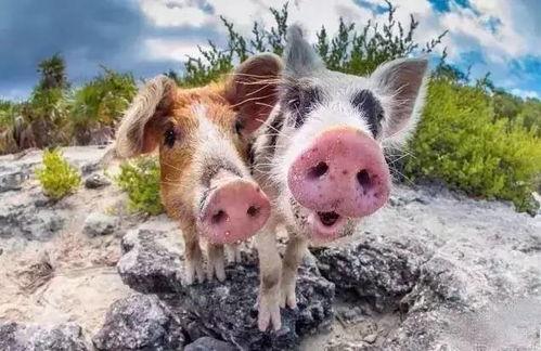 网红小猪博主吃瓜,揭秘娱乐圈幕后真相