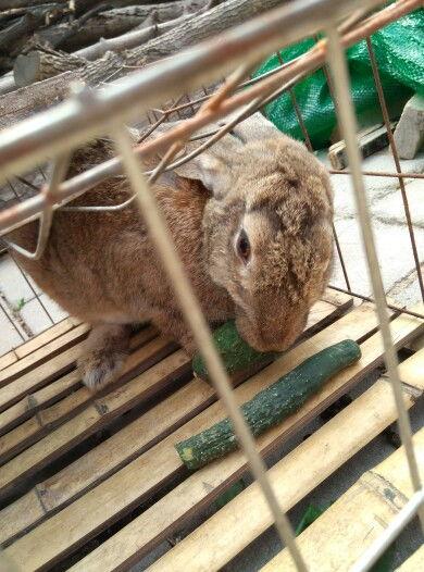 网红吃瓜小兔子是谁啊,揭秘网红吃瓜小兔子的真实身份