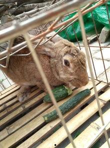 网红吃瓜小兔子是谁啊,揭秘网红吃瓜小兔子的真实身份