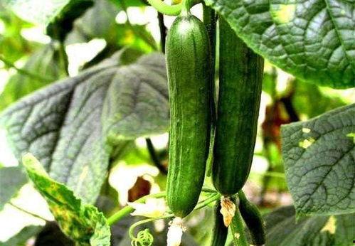 4395x. 吃瓜 om网止