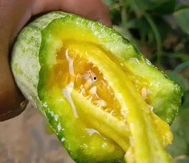 那些吃瓜的网红有哪些,揭秘热门话题背后的网红势力