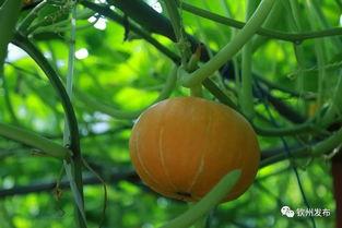 学校网红吃瓜打卡地,揭秘学校里的“吃瓜”热点”