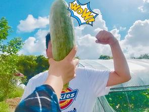 当代网红吃瓜累吗,揭秘幕后辛酸，揭秘网红生活真相