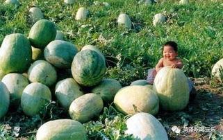 山东吃瓜爆料网站官网最新,最新热点事件大盘点