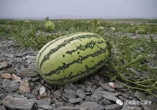 1元吃瓜网红,网红吃瓜界的传奇崛起