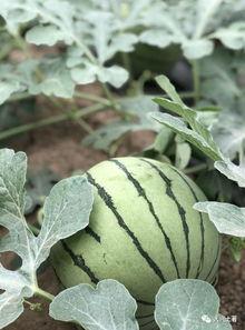 广西吃瓜网红,揭秘当地美食风潮背后的故事