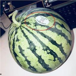 连云港网红吃瓜,揭秘网络热点的背后真相