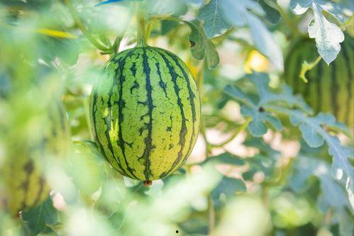 吃瓜网官网地址,探索官网背后的热门资讯与娱乐盛宴