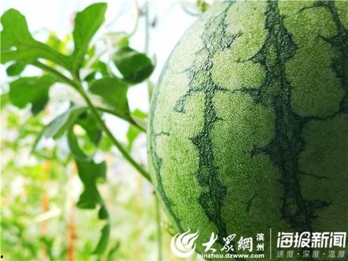 吃瓜网官网地址,探索官网背后的热门资讯与娱乐盛宴