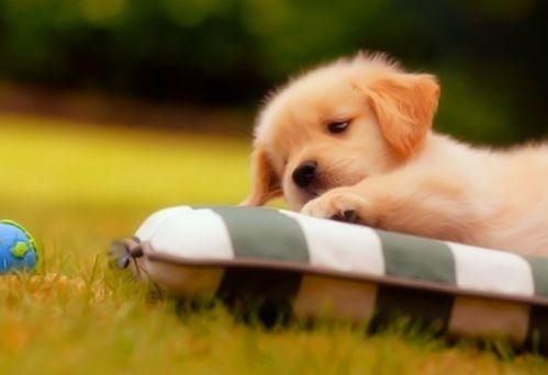 狗狗吃瓜爆料网不打烊,网界不打烊，宠物圈热闻连连