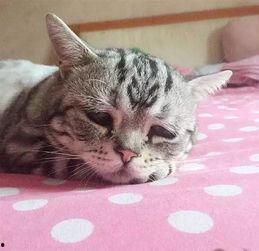 吃瓜网心碎小猫