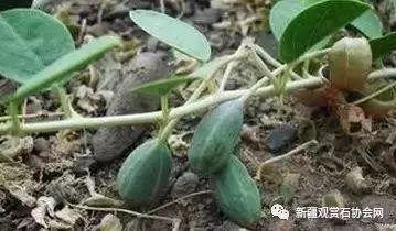 临夏网红浪山吃瓜事件,一场网络狂欢背后的争议与反思