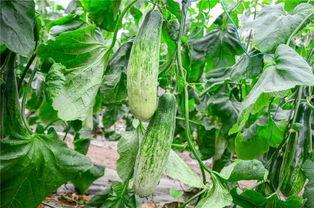 都哪些网红在吃瓜