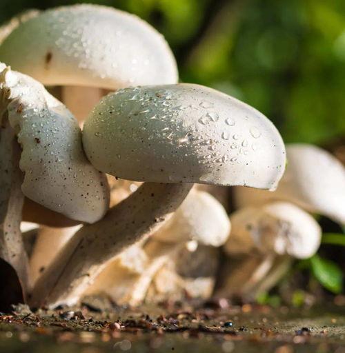 蘑菇吃瓜网最新爆料新闻,娱乐圈惊天大事件即将揭晓！