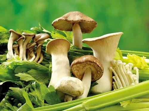 蘑菇吃瓜网最新爆料新闻,娱乐圈惊天大事件即将揭晓！