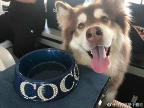 网红吃瓜狗子是谁,揭秘网络红人的神秘魅力