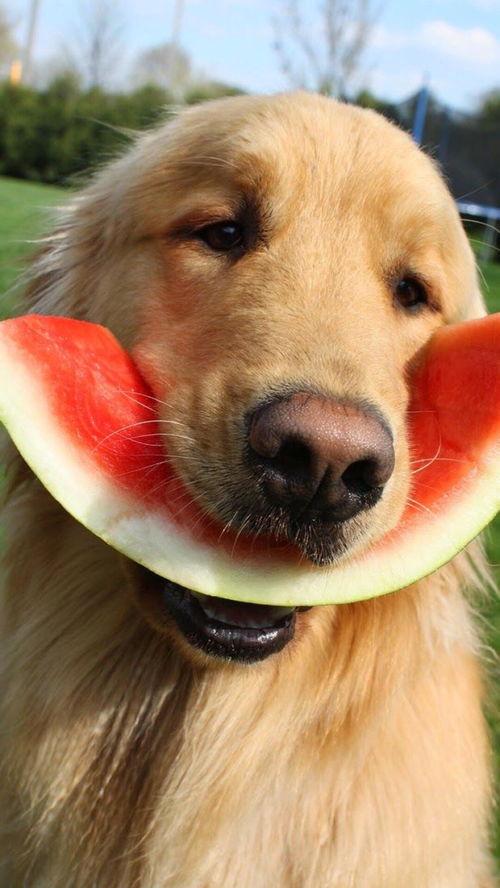 网红吃瓜狗子是谁,揭秘网络红人的神秘魅力