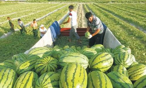 网红小雨吃大瓜图片,揭秘娱乐圈幕后真相