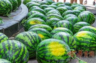 晋中学院网红吃瓜,校园风云再起