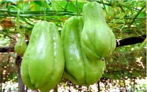 网传吃佛手瓜会致癌,真相与误解的辨析”