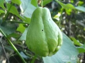 网红吃佛手瓜视频,口感独特引网友热议！