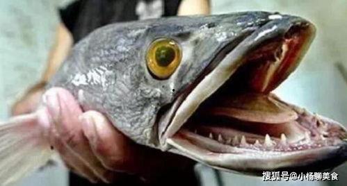 网红小鱼棠吃瓜视频大全,趣味横生的娱乐圈幕后故事