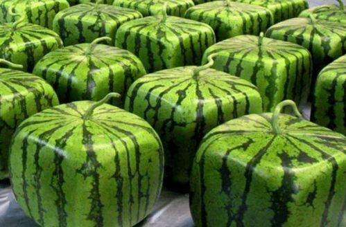 中华吃瓜协会官网,品味瓜果文化，传承民俗风情