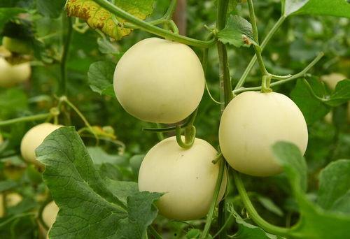 吃瓜网每日大瓜首页,盘点娱乐圈最新热点事件