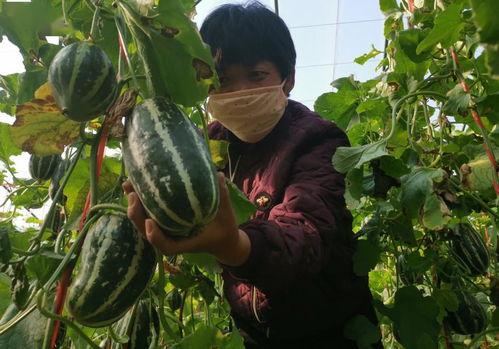 网红安安带吃瓜视频,网红美食视频大揭秘