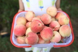 泡泡吃瓜网ppcg最新,揭秘娱乐圈最新热点事件