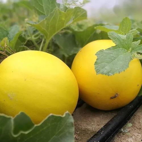 保定网红王吉吃瓜事件,揭秘网络舆论的风云变幻