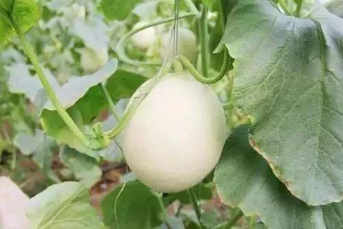 保定网红王吉吃瓜事件,揭秘网络舆论的风云变幻