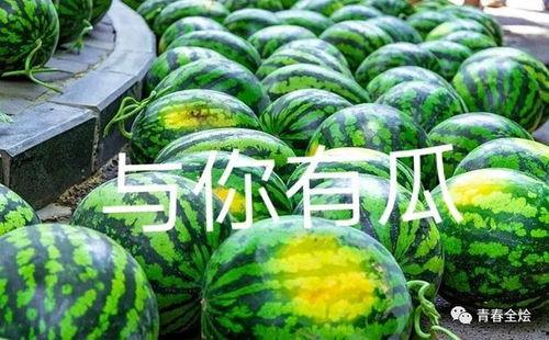 学院吃瓜和网红吃瓜,一场别开生面的吃瓜盛宴