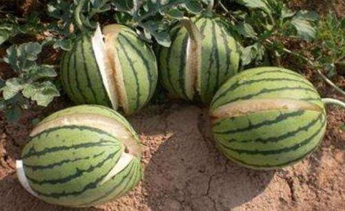 金乡网红吃瓜事件真相,真相背后的网络狂欢与反思