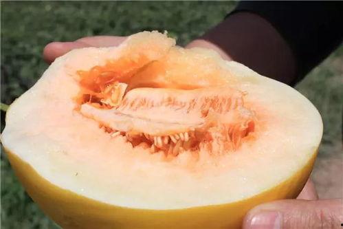 网红吃民勤蜜瓜视频,甜蜜滋味引网友热议