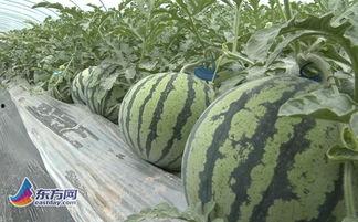 吃瓜网红照片大全大图,大图揭秘娱乐圈幕后故事