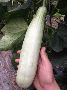 吃生瓜的网红,舌尖上的冒险之旅