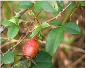 网红野果八月瓜怎么吃,网红野果的多样食法探索