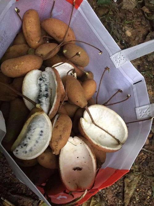 网红野果八月瓜怎么吃,网红野果的多样食法探索