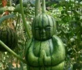 北美网红吃瓜事件真相