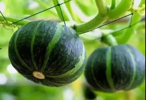 网红吃瓜白珍珠是真的吗,揭秘其真伪之谜