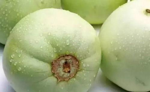 网红吃瓜白珍珠是真的吗,揭秘其真伪之谜