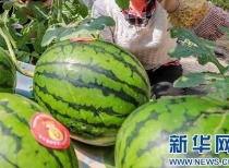 网传吃瓜四合一视频大全,盘点年度最热视频大全