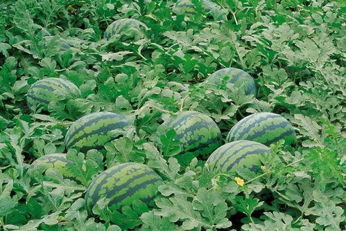 琼海网红吃瓜群微信号,揭秘当地美食圈的热辣动态