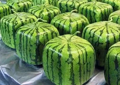 黑科吃瓜网入口