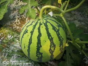 网红吃瓜爆料每日大瓜