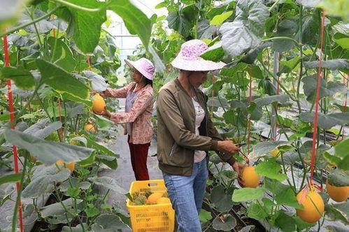 成县的吃瓜网红都有谁啊,揭秘吃瓜达人的魅力风采
