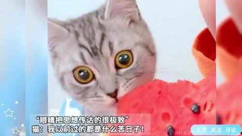 网瓜猫可以吃吗,揭秘这种神秘生物是否可食用