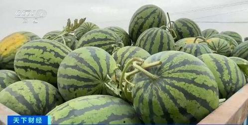 网红吃瓜不用钱了吗,免费享受娱乐盛宴