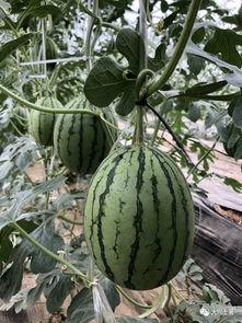 温岭网红吃瓜,揭秘网络红人的真实一面